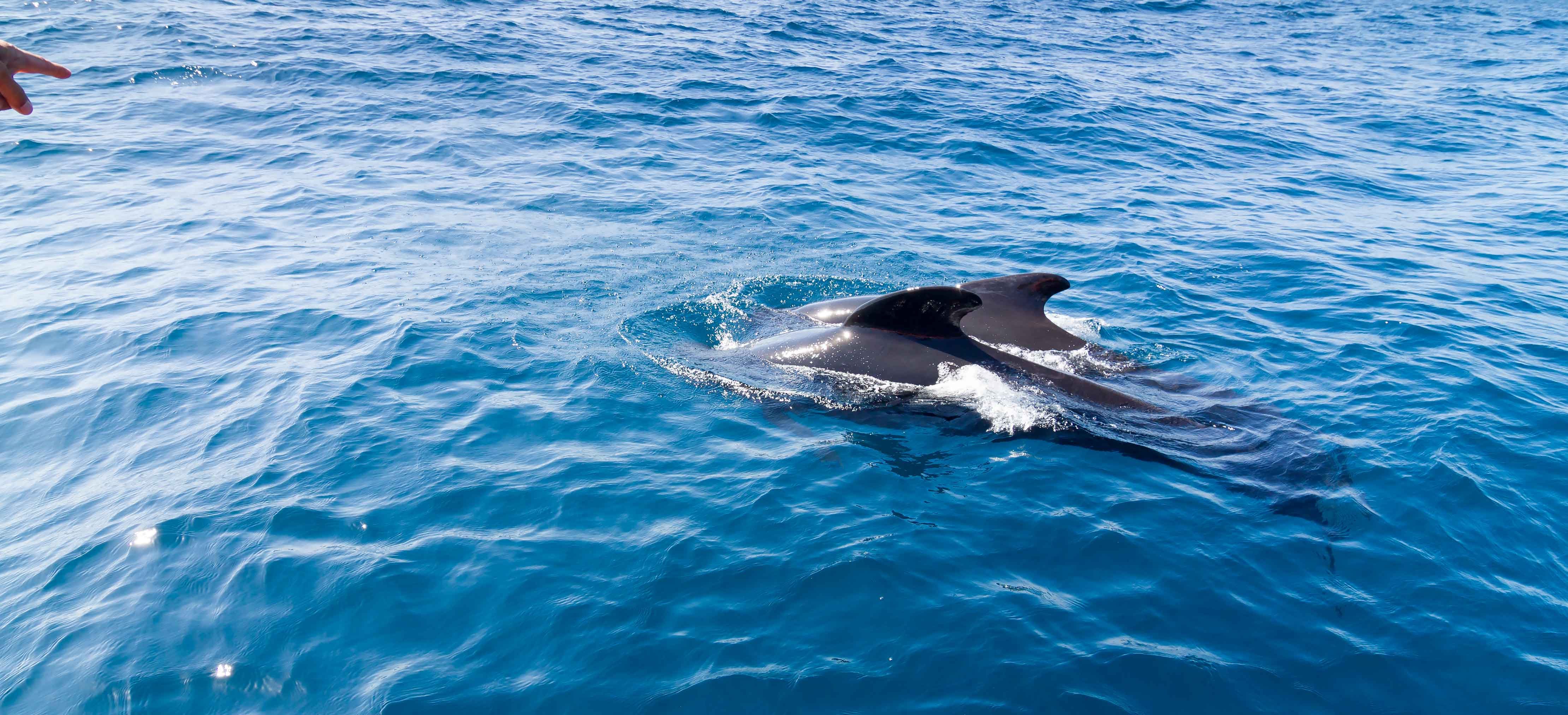 avistamiento de cetáceos en tarifa