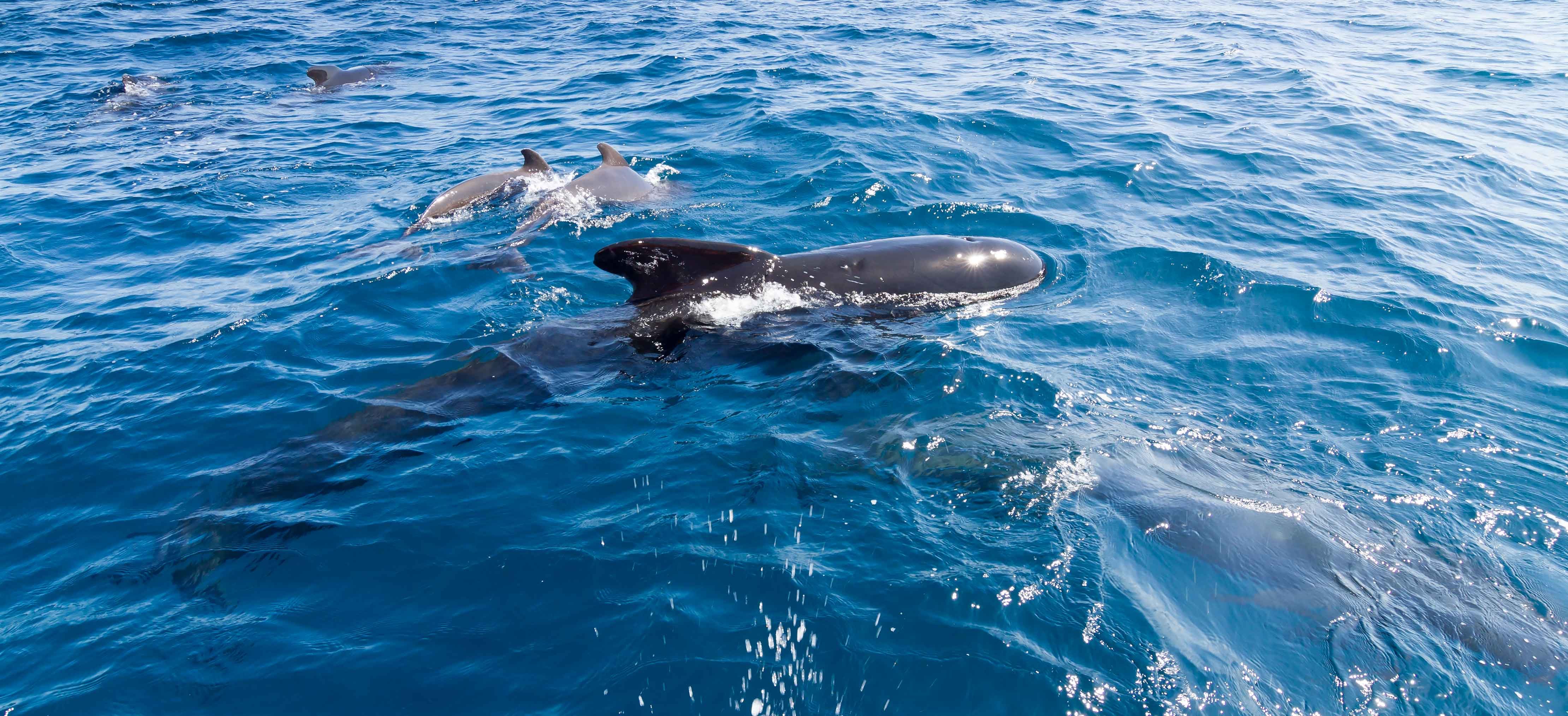 delfines en Tarifa