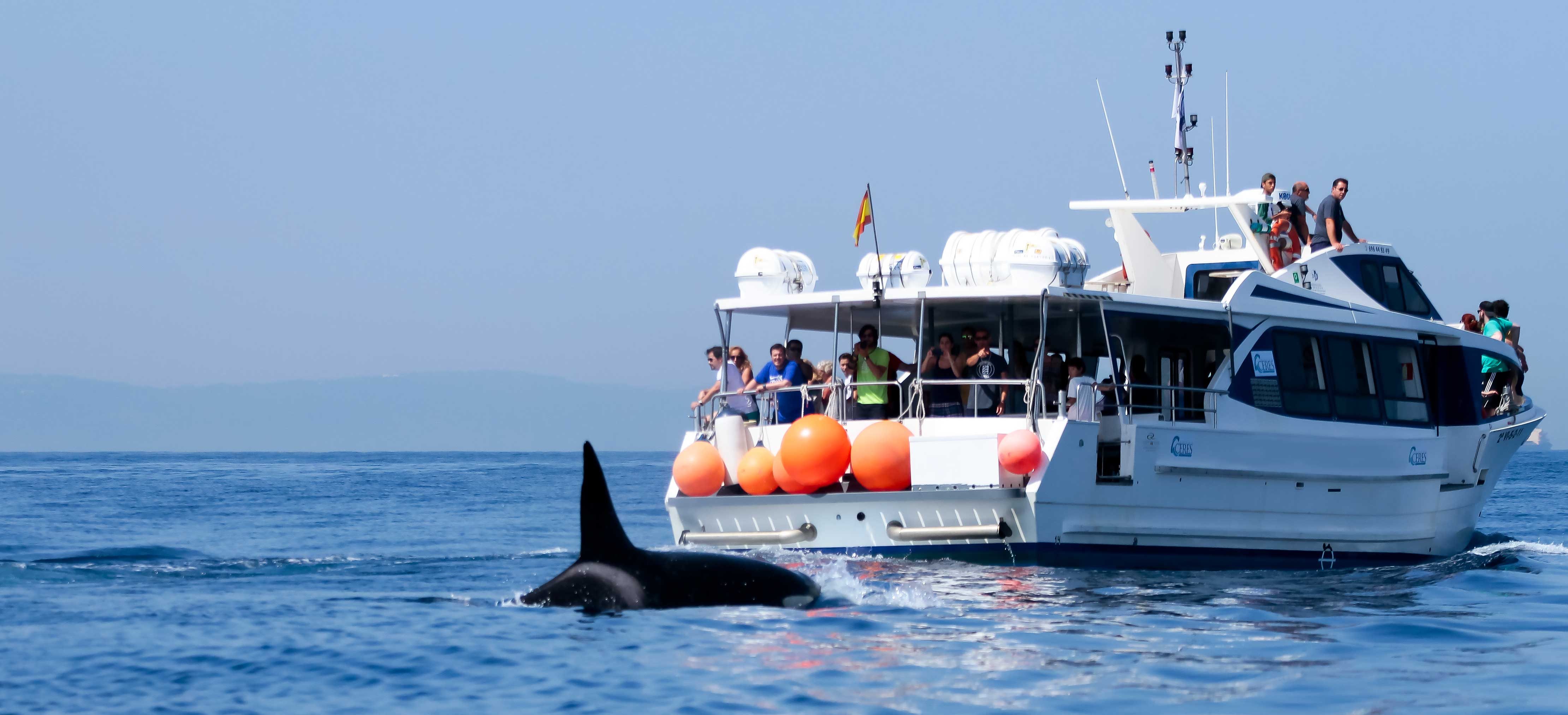 alistamiento de orca desde barco en tarifa