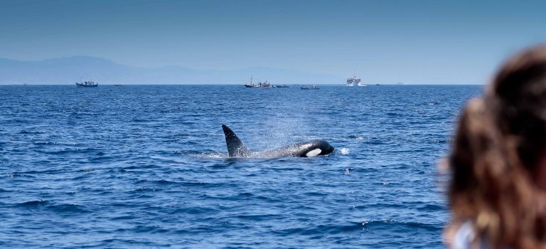 orcas en tarifa