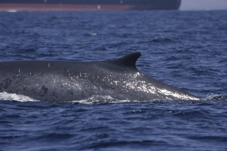 Avistamiento de cetáceos en el Estrecho de Gibraltar