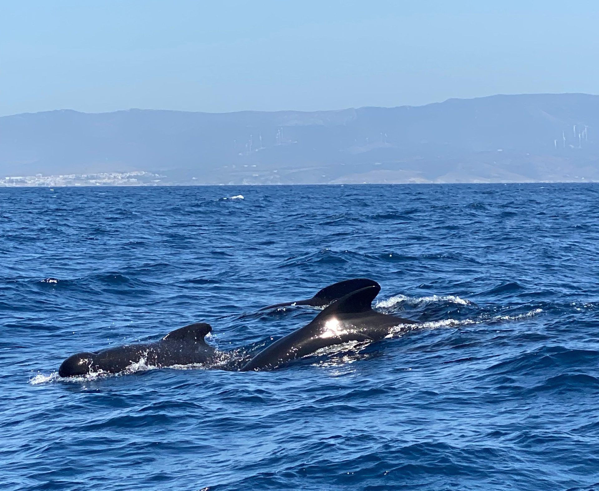 actividades que hacer en Tarifa